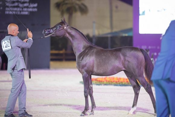 اركان بي اتش ام (اليكاسندر x اليجرا) مربط علي غانم المزروعي – الإمارات