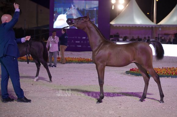 مشهور العنان (سانتوريني  x كيرا بي اف ايه) مربط سامي بن عبد الله محمد القاضي– السعودية