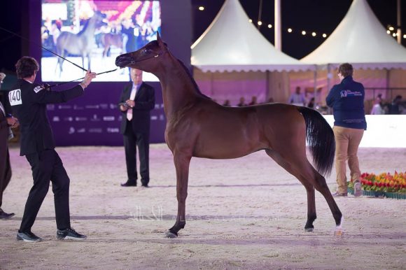 صادح الخالدية (رازي الخالدية  x ايفنينج فنتسي) مربط المجد– السعودية