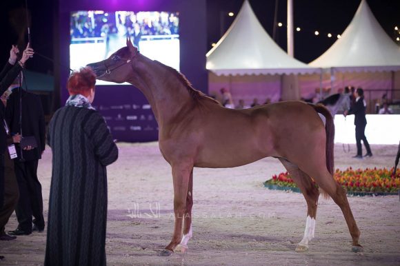 ISSS4650الشرقية