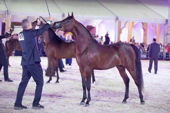 وجيه الخالدية (رازي الخالدية x بشرى الخالدية) إسطبلات الخالدية – السعودية