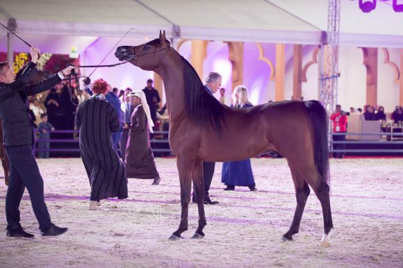 أصم الشقب (حرير الشقب  x حزفة الشقب) مربط مشعل بن محمد بن عبد الرحمن اليوسف – السعودية