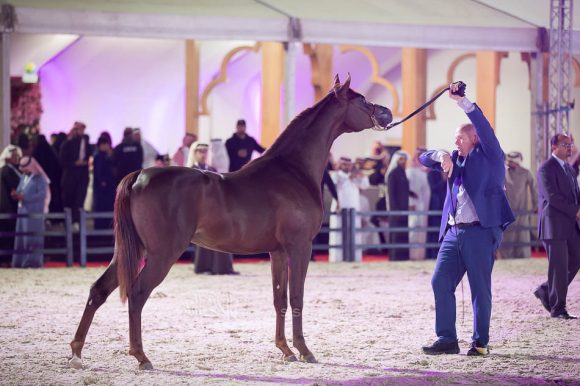 دي رواج  (اف ايه الرشيم x دي شرود) مربط بقيق – السعودية