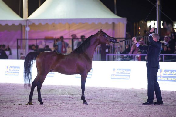 وجيه الخالدية (رازي الخالدية x بشرى الخالدية) إسطبلات الخالدية – السعودية