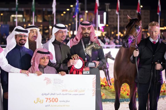 أصم الشقب (حرير الشقب  x حزفة الشقب) مربط مشعل بن محمد بن عبد الرحمن اليوسف – السعودية