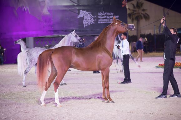 هايس عذبه (ايدن سي  x ماوي عذبه) مربط عذبه– السعودية