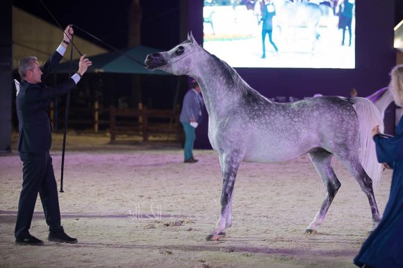 يعسوب المعود  (شنغهاي إي ايه  x اليشا) إسطبلات الخالدية – السعودية