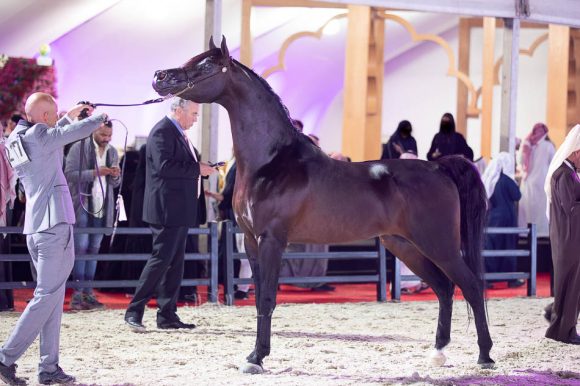 مجيك اوف شوان (اف إي الشوان  x دبليو ايه برسيلا) إسطبلات السكب– السعودية