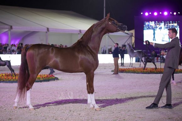 هايس عذبه (ايدن سي  x ماوي عذبه) مربط عذبه– السعودية