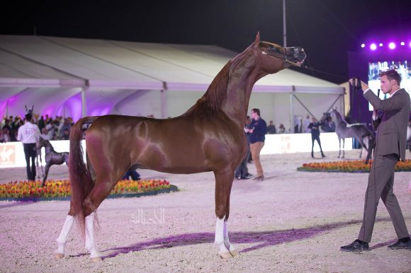 هايس عذبه (ايدن سي  x ماوي عذبه) مربط عذبه– السعودية