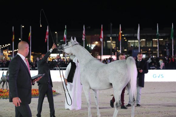 الشرقيةA83I0204