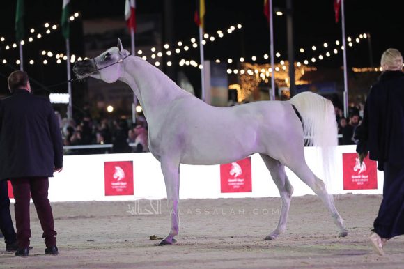 الشرقيةA83I0308