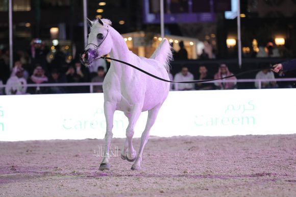 الشرقيةA83I0763