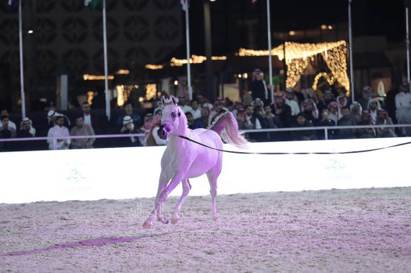 الشرقيةA83I0990