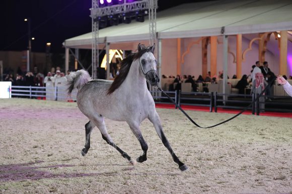 الشرقيةA83I1417