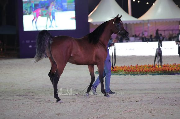 الشرقيةA83I1722