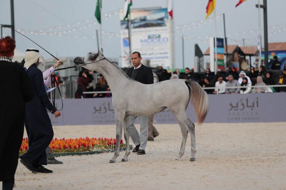 الشرقيةA83I7256