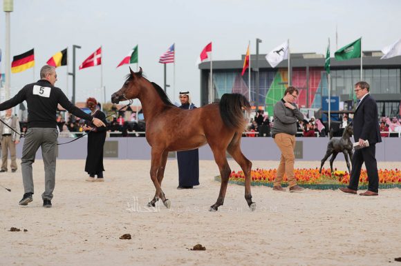 الشرقيةA83I7306