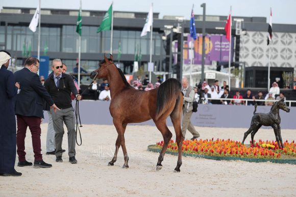 الشرقيةA83I7311