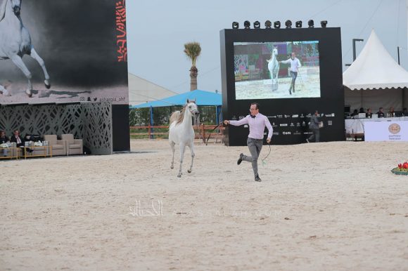 الشرقيةA83I8460