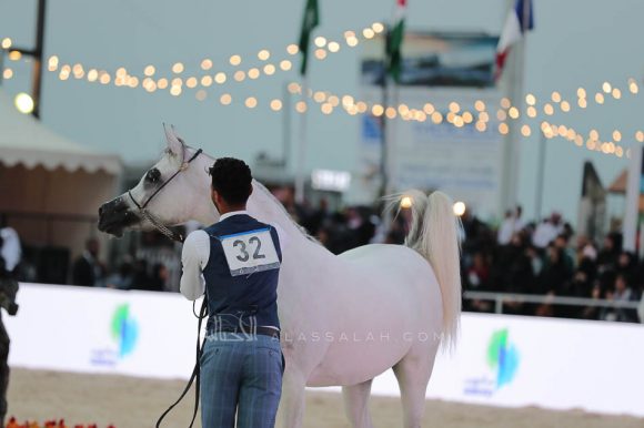 الشرقيةA83I8788