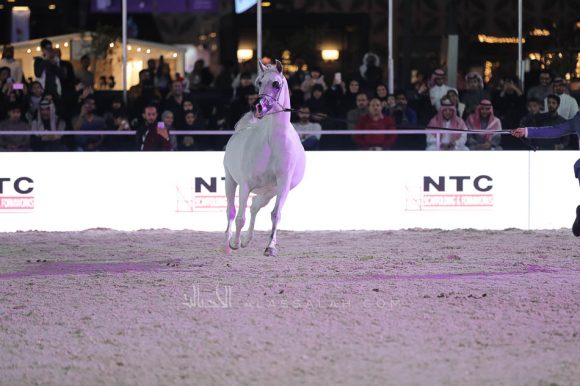 الشرقيةA83I9309