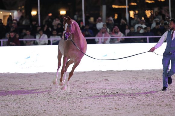 الشرقيةA83I9431