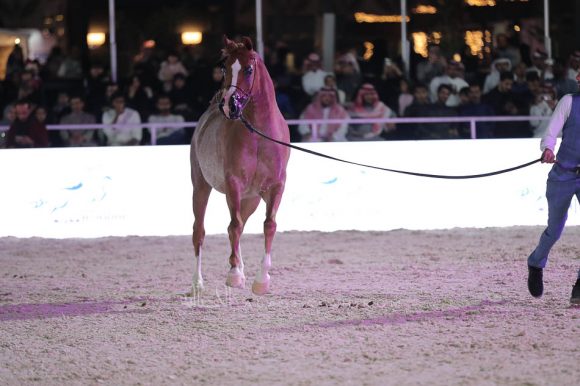 الشرقيةA83I9433