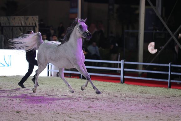 الشرقيةA83I9481