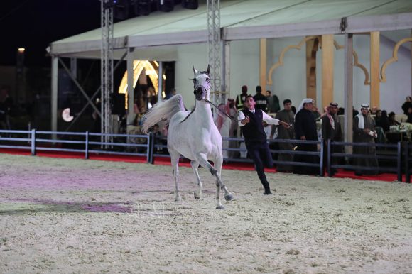 الشرقيةA83I9484