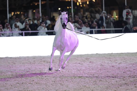 الشرقيةA83I9602