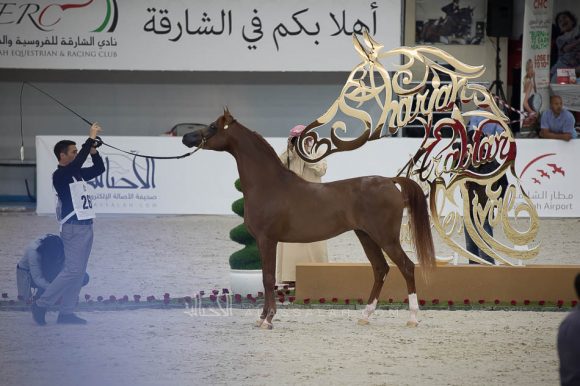 ISSS4916الشارقة