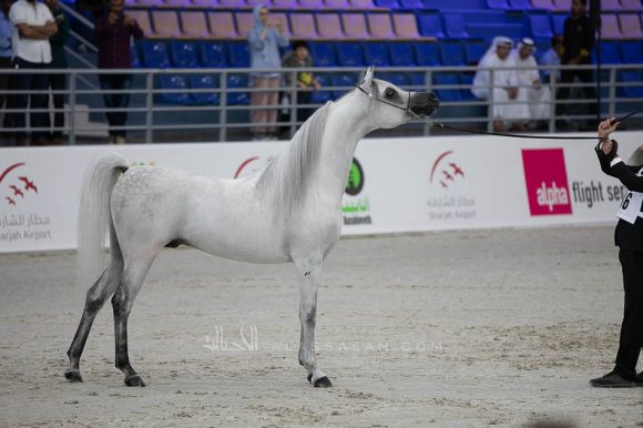 إي اس سراب (مراج x مهاجيستي) الشيخ عبدالله بن ماجد القاسمي – الإمارات