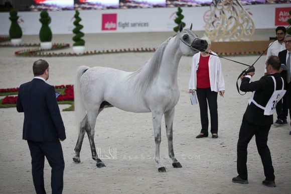 إي اس سراب (مراج x مهاجيستي) الشيخ عبدالله بن ماجد القاسمي – الإمارات