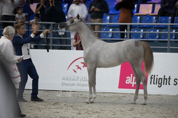 ع ج أفكار (شنغهاي أي آي x ع ج اسياد) مربط الشيخ عبدالله بن ماجد القاسمي- الإمارات