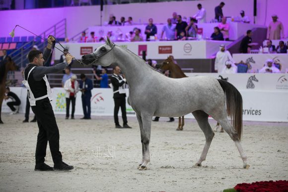 آر كي سديم (ماكد مونيسكيون x بي في اسبيشلي ستيفانا) مربط جمال محمد صالح البلوشي- الإمارات