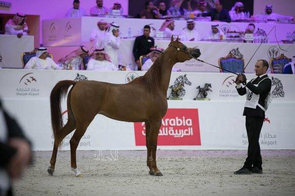 ايه فجن ام آي (الغيانسي x الوايس فالنتين ام آي) مربط البداير- الإمارات