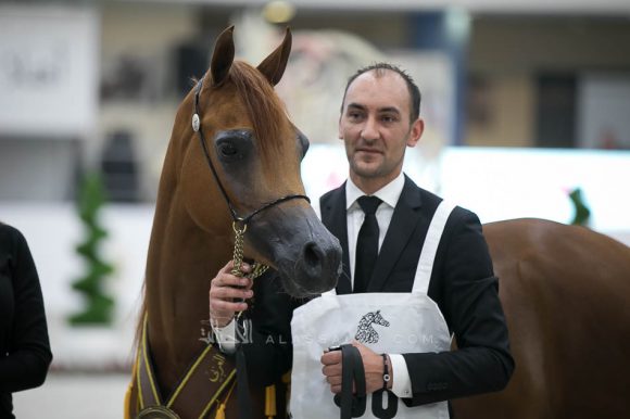 ايه فجن ام آي (الغيانسي x الوايس فالنتين ام آي) مربط البداير- الإمارات