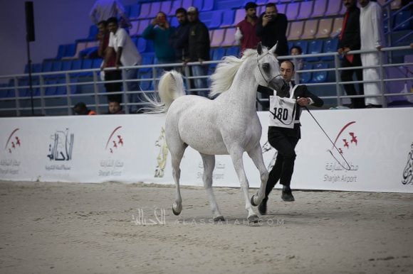 بيبيتا (اكستيرن x بيبسيزا) مربط أكمل – السعودية