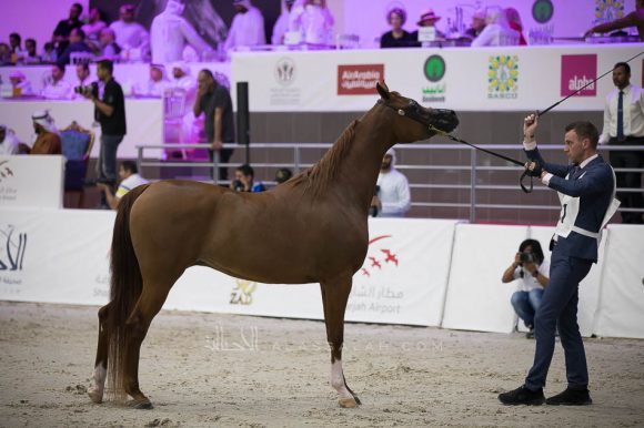 غالية الهواجر (اف ايه الرشيم x فالنتاين اف) مربط الهواجر- الإمارات.