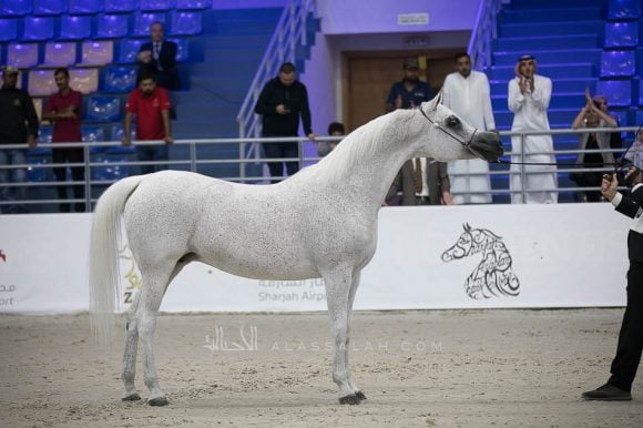 بيبيتا (اكستيرن x بيبسيزا) مربط أكمل – السعودية