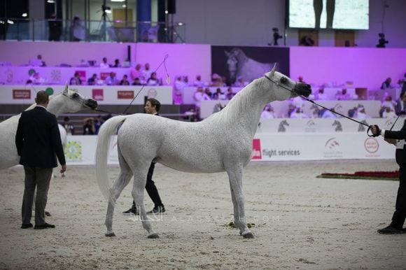 بيبيتا (اكستيرن x بيبسيزا) مربط أكمل – السعودية