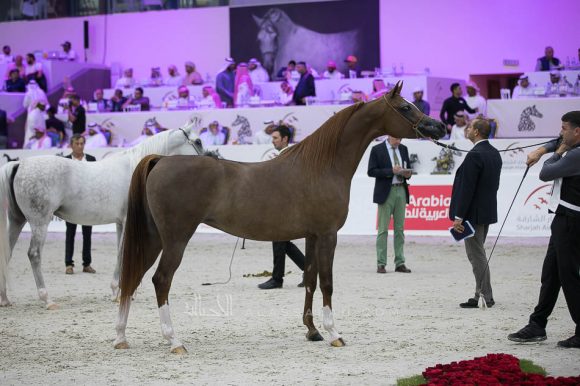 : اف اس فنزويلا (فيرفالدي x اف اس مدلين) مربط خالد غانم العميري- الإمارات