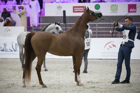 غالية الهواجر (اف ايه الرشيم x فالنتاين اف) مربط الهواجر- الإمارات.