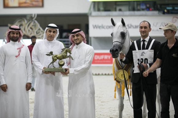 بيبيتا (اكستيرن x بيبسيزا) مربط أكمل – السعودية