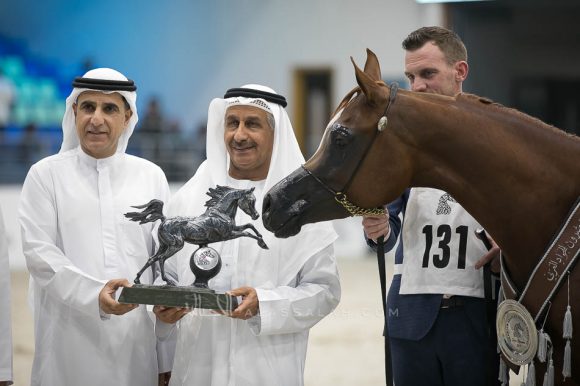 غالية الهواجر (اف ايه الرشيم x فالنتاين اف) مربط الهواجر- الإمارات.