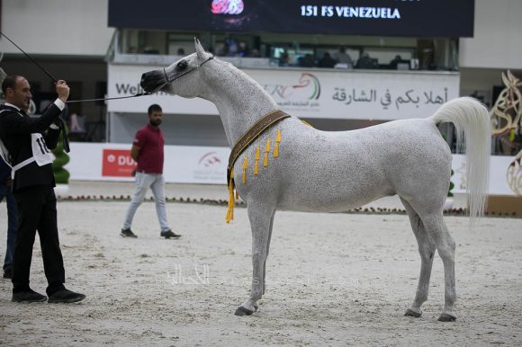 بيبيتا (اكستيرن x بيبسيزا) مربط أكمل – السعودية