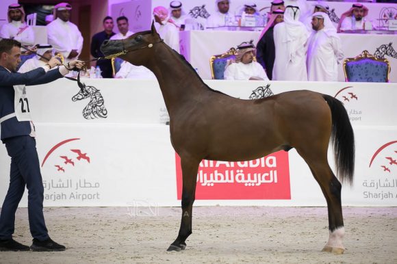 ميسم الهواجر (نشمي الهواجر x شقرا الهواجر) مربط الهواجر – الإمارات.