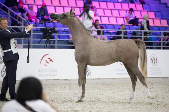 الأريام شكلان (اكساليبور أي ايه x الأريام شكيرة) إسطبلات الأريام – الإمارات