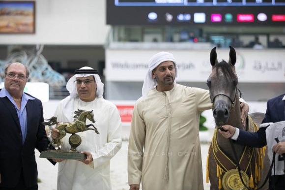 دي نايل (اف ايه الرشيم x دي نوال) مربط دبي- الإمارات